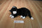 Ty Buddies Booties Black and White Cat 2004 Beanbag Plush