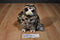 Stuffed Animal House Spotted Owl Beanbag Plush