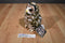 Stuffed Animal House Spotted Owl Beanbag Plush