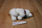 Dakin REPLICA Vintage 1991 Polar Bear Plush