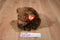 Ty Classic Cocoa Brown Bear 1996 Beanbag Plush