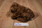 Ty Classic Cocoa Brown Bear 1996 Beanbag Plush