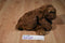 Ty Classic Cocoa Brown Bear 1996 Beanbag Plush