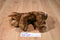 Ty Classic Cocoa Brown Bear 1996 Beanbag Plush