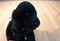 Gund Boomer the Black Lab Puppy Dog