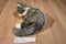 Ty Classic O'Malley Brown and Grey Tabby Cat 2002 Beanbag Plush