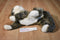 Ty Classic O'Malley Brown and Grey Tabby Cat 2002 Beanbag Plush
