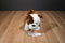 Douglas Hardy Old English Bulldog Plush