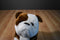 Douglas Hardy Old English Bulldog Plush