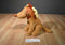 Kohl's Grinch and Max Plush