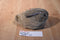 Ty Classic Nibbles Brown Bunny Rabbit 1993 Beanbag Plush