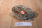 Ty Classic Nibbles Brown Bunny Rabbit 1993 Beanbag Plush