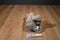 Second Nature Design Cuddly Quarry Moose 2003 Beanbag Plush