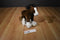 Gund Dale the Clydesdale Horse Plush