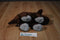 Kohl's Cares How Do Dinosaurs Say Goodnight Triceratops Plush