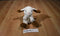Imagination Nation Kids Beige and Brown Quiet Bunny 2009 Beanbag Plush