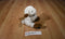 Imagination Nation Kids Beige and Brown Quiet Bunny 2009 Beanbag Plush