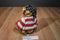 Dan Dee Pirate Brown Teddy Bear Plush