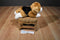 Ganz Webkinz Signature Beagle WKSS2001 Beanbag Plush (No Code)