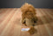 Russ Berrie Lion With Red Heart Beanbag Plush