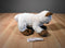 Build-A-Bear Promise Pet Siamese Himalayan Cat Plush