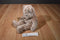 Ty Classic Java Brown Teddy Bear 2002 Beanbag Plush