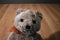 Ty Classic Java Brown Teddy Bear 2002 Beanbag Plush