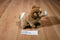 Wild Republic Big Horn Sheep Plush