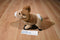 Wild Republic Big Horn Sheep Plush