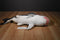 Rinco (Rhode Island Novelty) Great White Shark Plush