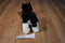 Russ Black and White Cat With Red Bow Beanbag Plush