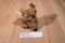 Dakin Brown and beige Koala 1978 Beanbag Plush