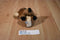 Dakin Brown and beige Koala 1978 Beanbag Plush