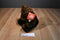 Fiesta Brown Teddy Bear Plush
