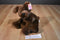 Gund Brown Puppy Dog Plush with Corduroy Feet, Ears and Bow