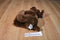 Gund Brown Puppy Dog Plush with Corduroy Feet, Ears and Bow