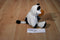 Ty Pluffies Grazer Black and White Holstein Cow 2002 Beanbag Plush