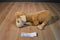 Kohl's Llama Misses Mama 2015 Plush