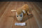 Kohl's Llama Misses Mama 2015 Plush