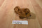 Ty Babies Seadog Brown Newfoundland 2001 Beanbag Plush