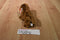 Ty Babies Seadog Brown Newfoundland 2001 Beanbag Plush