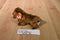 Ty Babies Seadog Brown Newfoundland 2001 Beanbag Plush