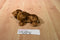 Ty Babies Seadog Brown Newfoundland 2001 Beanbag Plush