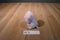 Aurora Pink Piglet 2020 Beanbag Plush
