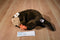 Unipak Sea Otter and Starfish Plush