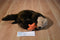 Unipak Sea Otter and Starfish Plush