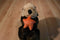 Unipak Sea Otter and Starfish Plush
