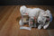 Hugfun Rose and Rikki White Bears 2008 Beanbag Plush for Mother's Day
