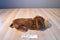 Animal Playthings Inc. Kennel Club Brown Dog 1986 Plush