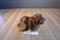 Animal Playthings Inc. Kennel Club Brown Dog 1986 Plush